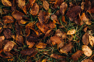 autumn leaves on the ground