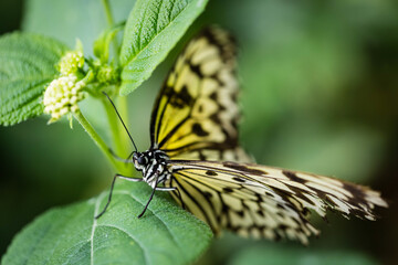 Papillon jaune 2