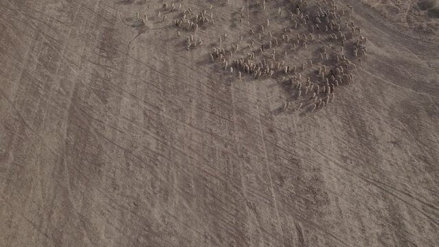 Shepherd in an orange sunrise with his sheep, found in a dry desert area without grass #6 Aerial Pullback sky reveal shot(D-LOG)