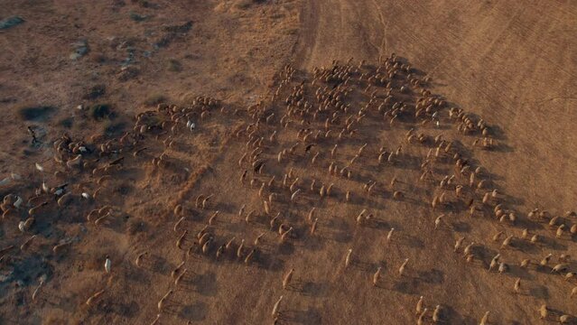 Aerial shot of a shepherd in an orange sunrise with his sheep, in a dry desert area without grass #5 top down rotation