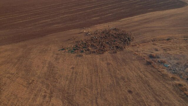 Shepherd in an orange sunrise with his sheep, found in a dry desert area without grass #3 Aerial Pullback sky reveal shot