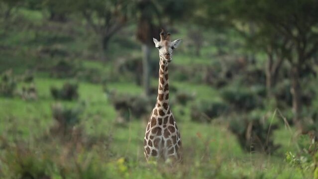 Footage of a giraffe grazing on green plants and looking around in Murchison Falls, Uganda