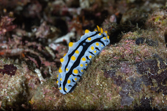 Blue And Black Nudibranch With Yellow Dots