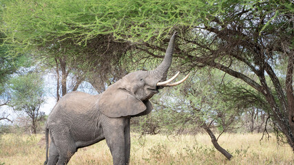 elephant eating from tree at serengeti national park africa - obrazy, fototapety, plakaty