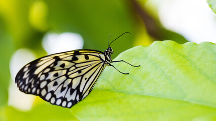Papillon jaune 4