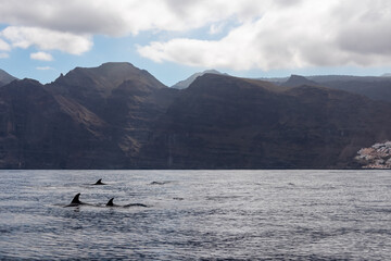 Scenic view on dorsal fin of bottlenose dolphins sticking out of water near cliff Los Gigantes, Santiago del Teide, western Tenerife, Canary Islands, Spain, Europe. Mammals swimming in Atlantic Ocean