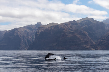Scenic view on jumping bottlenose dolphins sticking out of water near cliff Los Gigantes, Santiago...