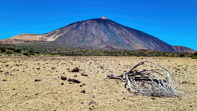 Dried tree brach on desert plain La Canada de los Guancheros with scenic view on volcano Pico del Teide, Mount El Teide National Park, Tenerife, Canary Islands, Spain, Europe. Riscos de la Fortaleza