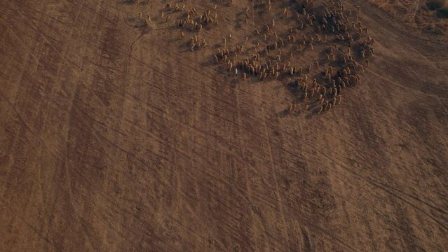 Shepherd in an orange sunrise with his sheep, found in a dry desert area without grass #6 Aerial Pullback sky reveal shot