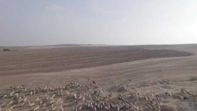 Shepherd in an orange sunrise with his sheep, found in a dry desert area without grass #4 Pullback reveal shot(D-LOG)
