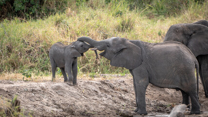 Older elephant petting young elephant with trunk at serengeti national park tansania africa