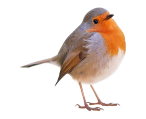 Robin (Erithacus rubecula) isolated on PNG transparent background 