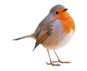 Fototapeten Robin (Erithacus rubecula) isolated on PNG transparent background  © Robin