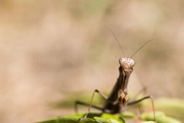 Mante Religieuse Macro 14