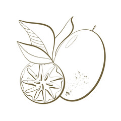 contour line sketch plant tree satin fruit closeup and sectional view packaging design element natural healthy nutrition purple berries