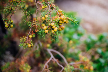 Abstract branches of juniper. The original texture of natural scaly juniper.Juniperus communis. Medicinal plant and evergreen tree.
