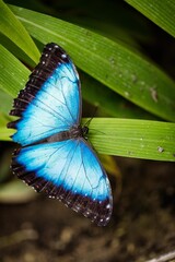 Papillon Bleu