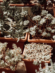 Collection of various multicolored succulent plants in sunny day.