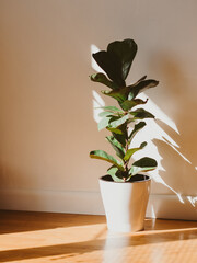 Ficus Lyrata in white pot in room on the floor in sunlight