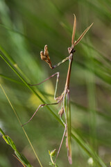 Mante - Empuse Pénné 13