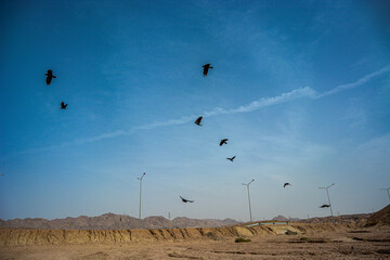 Desert birds