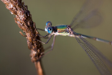 Libellule Macro 6