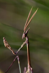 Mante - Empuse Pénné 11