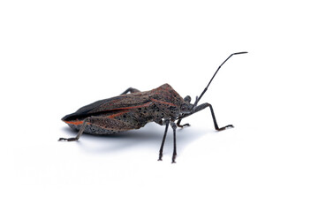 Squash bug closeup on white background, Squash bug isolated on white background