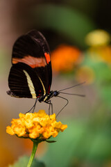 Papillon Orange et Noir 8