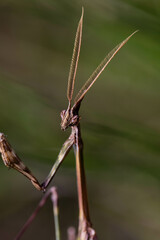 Mante - Empuse Pénné 9