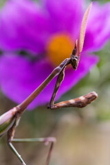 Mante - Empuse Pénné