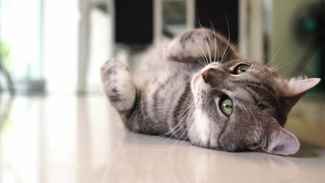 Gray tabby is resting and lying around. It's rolling around happily and it looks like it's planning something. 4K