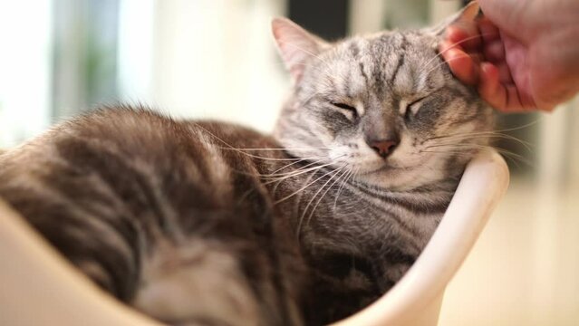 Fat cat is resting happily in a warm house. Human hand reaches out to stroke the cat's head and scratch its chin .4K