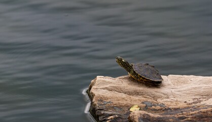 Small pond slider on a rock in the water