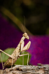 Mante Religieuse Macro 12