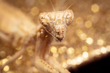 Mante Religieuse Macro 8