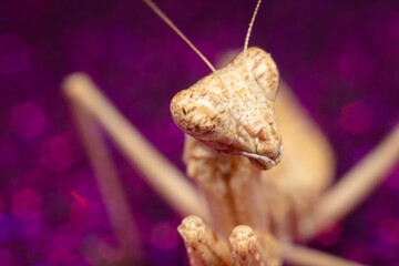 Mante Religieuse Macro 7