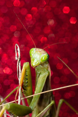 Mante Religieuse Macro 6