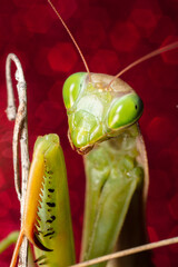 Mante Religieuse Macro 6