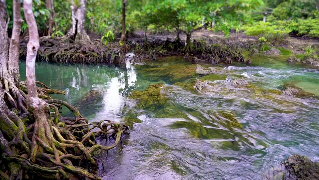 Krabi Island in Thailand. beautiful natural scenery in the emerald green stream Clear water flows along the rocks. a large tree root that grows in the stream look amazing..natural background.4K