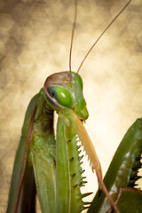 Mante Religieuse Macro 4