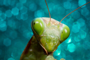 Mante Religieuse Macro 4