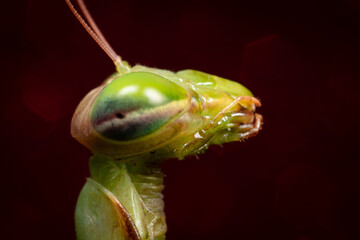 Mante Religieuse Macro 2