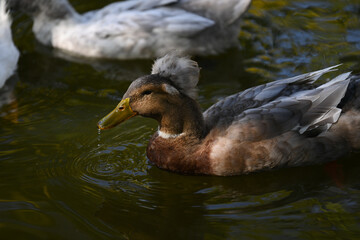 ducks on, nature, goose on the water. Pond, ducks, goose. hunting. animal, river, wildlife, lake, green, bird, wild, fish, amphibian, , sea, stream, duck, swimming, , swim