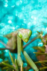 Mante Religieuse Macro