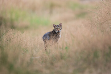 Tabby Cat in the Woods