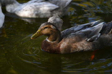 ducks on, nature, goose on the water. Pond, ducks, goose. hunting. animal, river, wildlife, lake, green, bird, wild, fish, amphibian, , sea, stream, duck, swimming, , swim
