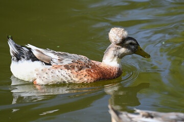 ducks on, nature, goose on the water. Pond, ducks, goose. hunting. animal, river, wildlife, lake, green, bird, wild, fish, amphibian, , sea, stream, duck, swimming, , swim