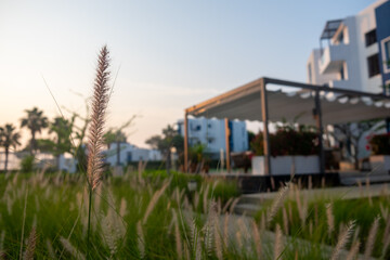 grass flower and a house in a background