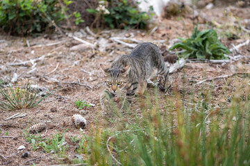 Fototapeta premium Tabby Cat in the Woods
